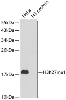 H3K27me1 Antibody