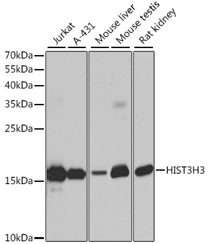 HIST3H3 Antibody