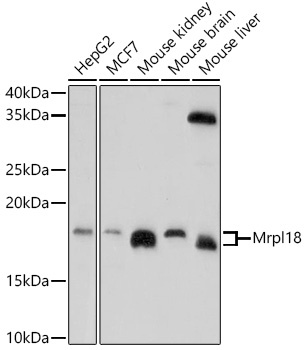 Mrpl18 Antibody