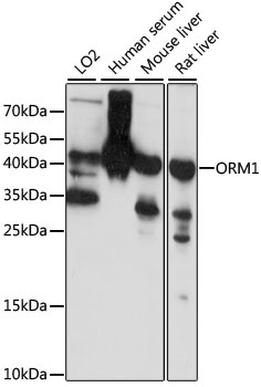 ORM1 Antibody
