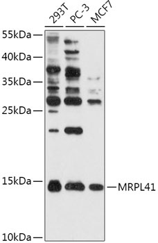 MRPL41 Antibody