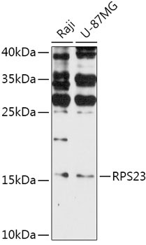 RPS23 Antibody