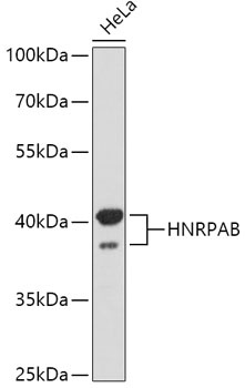 HNRNPAB Antibody