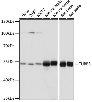 TUBB3 Antibody