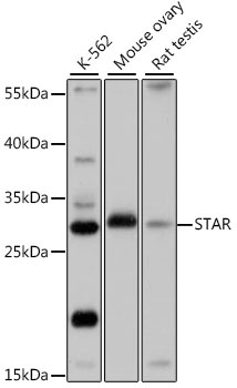 STAR Antibody