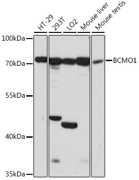 BCMO1 Antibody