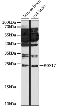 RGS17 Antibody