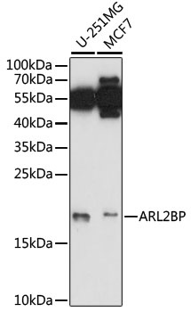ARL2BP Antibody