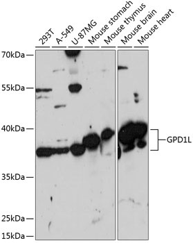 GPD1L Antibody