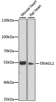 TINAGL1 Antibody