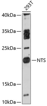 NTS Antibody