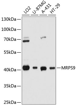 MRPS9 Antibody