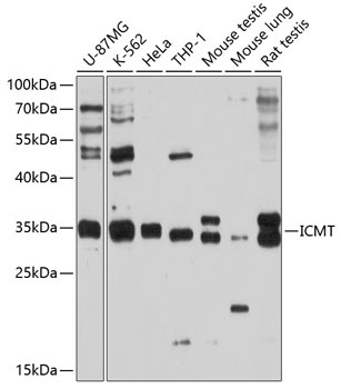 ICMT Antibody