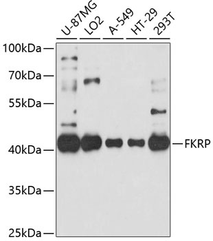 FKRP Antibody