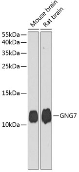GNG7 Antibody