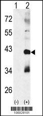 MAPK11 Antibody