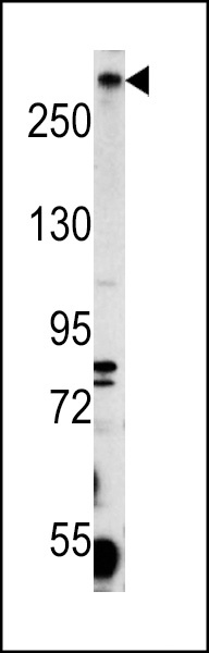 PCM1 Antibody