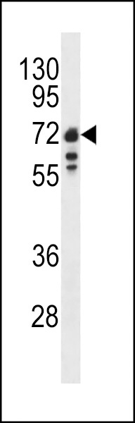 LMNB1 Antibody