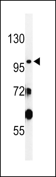 INPP5F Antibody