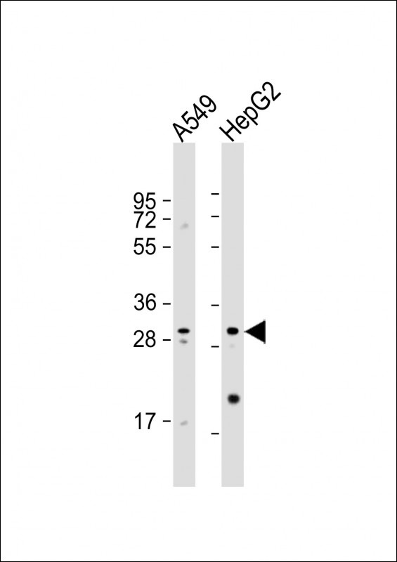 MRPL28 Antibody