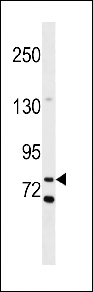COLEC12 Antibody