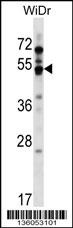 GPR84 Antibody
