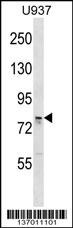 OS9 Antibody