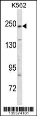 KIDINS220 Antibody