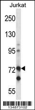 Raf1 Antibody