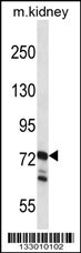 RGL1 Antibody