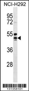 HCAR2 Antibody