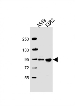 ARHGAP27 Antibody