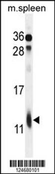 RPL39 Antibody