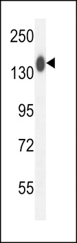 COL19A1 Antibody