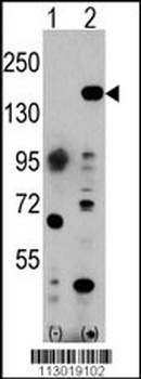 EHMT1 Antibody