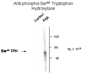 Tph1 Antibody