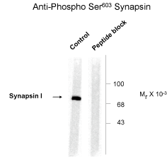 SYN1 Antibody