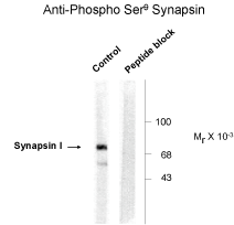 SYN1 Antibody