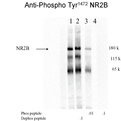 Grin2b Antibody