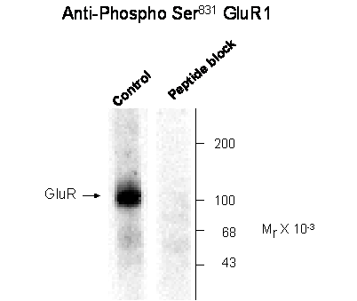 Gria1 Antibody