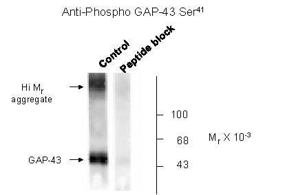 Gap43 Antibody