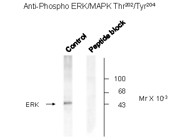 Mapk1 Antibody