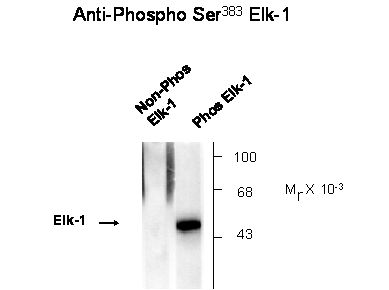 ELK1 Antibody