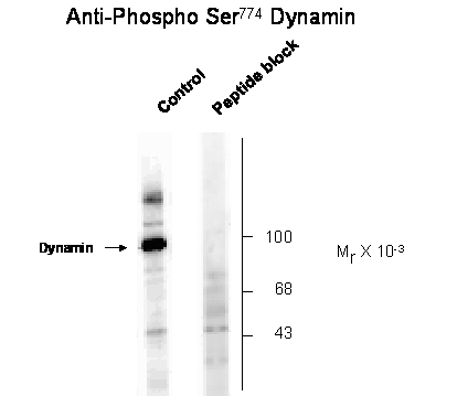 Dnm1 Antibody