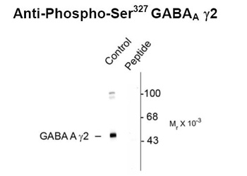 Gabrg2 Antibody