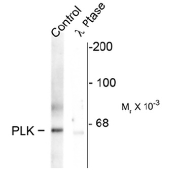 PLK1 Antibody