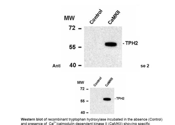 Tph2 Antibody