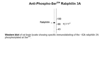 Rph3a Antibody