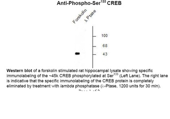 Creb1 Antibody