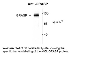Gripap1 Antibody
